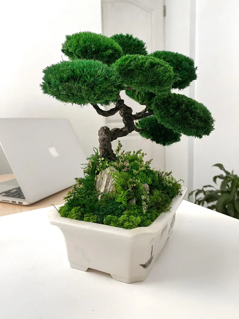 Lucky Moss Bonsai Trees